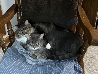 *Zoey and Ellie (bonded pair)
