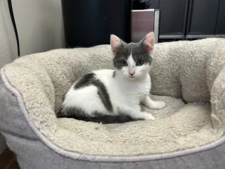 Howie