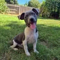Diesel