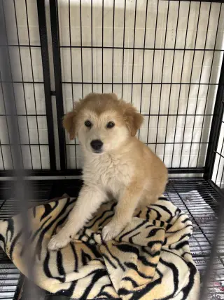 Tatum