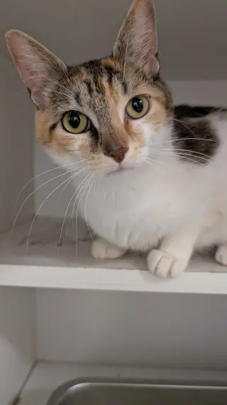 Lorelai