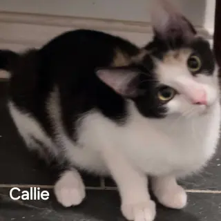 Callie