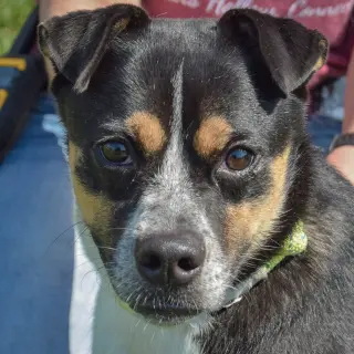 Nyla