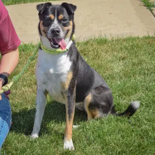 Nyla