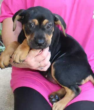 Roxy 44150