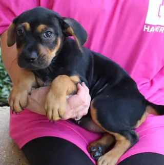 Roxy 44150