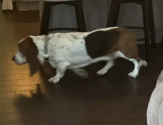 NORMAN - ADOPTION PENDING!