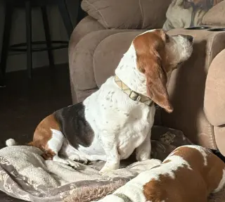 NORMAN - ADOPTION PENDING!