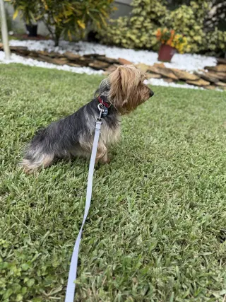 Bentley*