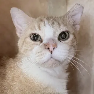 Jimmy