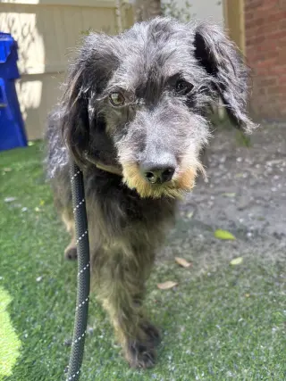 Bentley