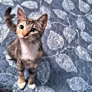 Trixie Lou