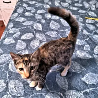 Trixie Lou