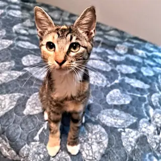 Trixie Lou