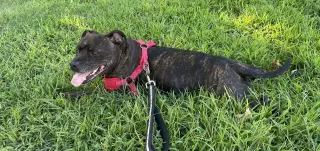 Shasta- Pocket Princess! LOVES WATER