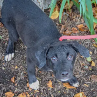 Amaya