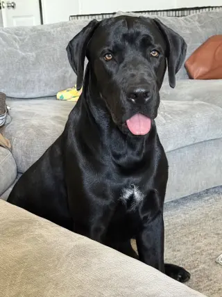 Sirius