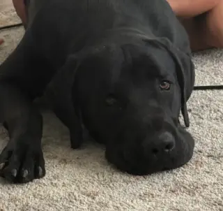 Sirius