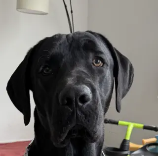 Sirius
