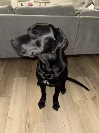 Sirius