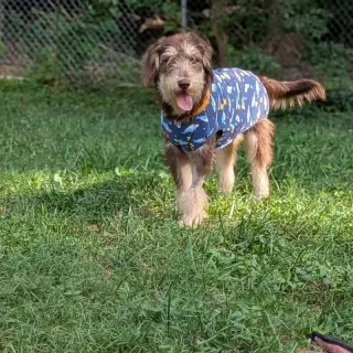 Breeze * Adoption Pending*