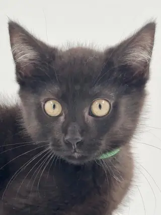 Kitten AJ