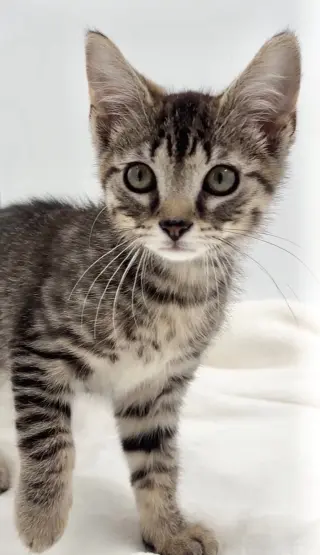 Kitten Brian