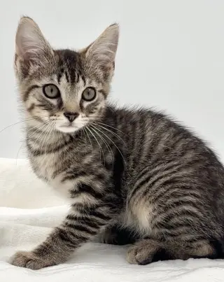 Kitten Brian