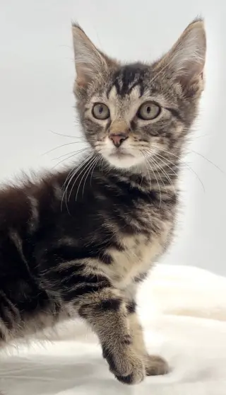 Kitten Nick