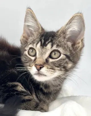 Kitten Nick