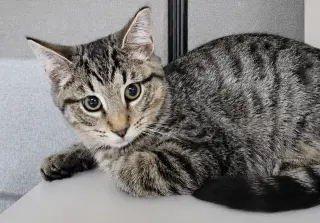 Kitten Dico