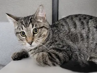 Kitten Dico