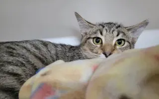 Kitten Raab