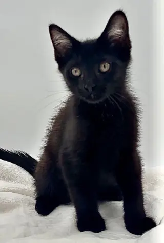 Kitten Howie