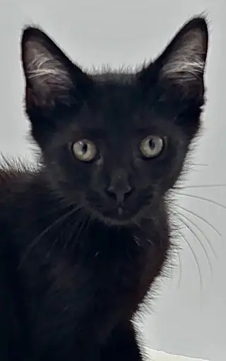 Kitten Howie