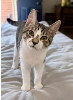 KITTEN PIXIE ROSE