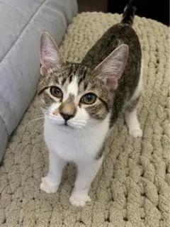 KITTEN PIXIE ROSE