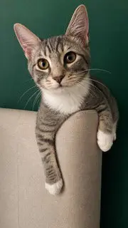 KITTEN JESSE