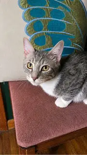 KITTEN JESSE