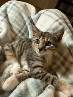 KITTEN GABBY GIRL