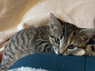 KITTEN GABBY GIRL