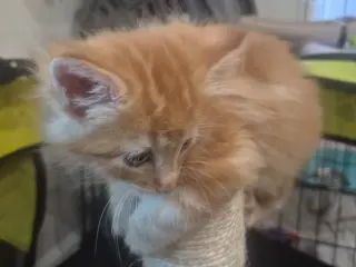 Lion (bonded w/ Tiger)
