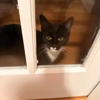 Marshmallow
