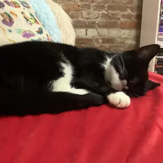 Marshmallow