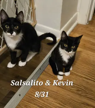 Kevin