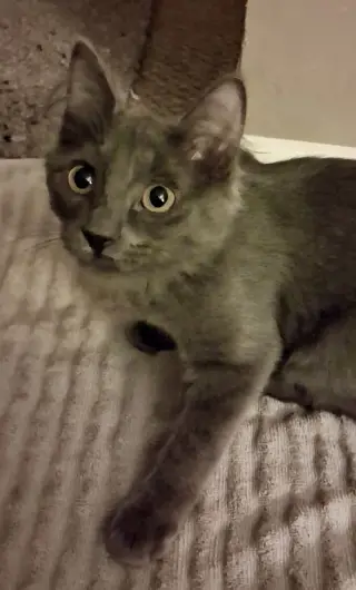 Sparks (bonded to Meadow)