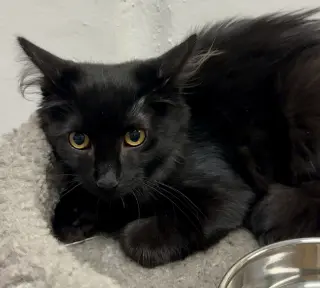 Meadow (bonded to Sparks)
