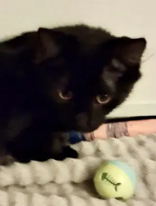 Meadow (bonded to Sparks)