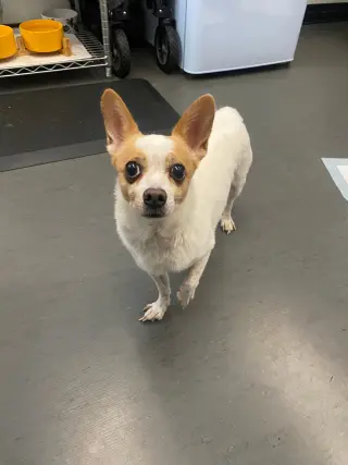 Rocky