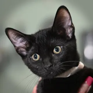 Kittens